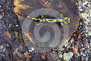 The fire salamander photo