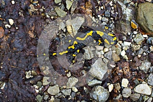 The fire salamander photo