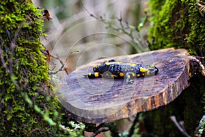 The fire salamander photo