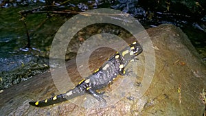 Fire salamander, yellow dotted, poisonous