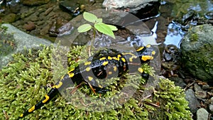 Fire salamander, yellow dotted, poisonous