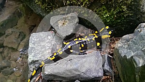 Fire salamander, yellow dotted, poisonous