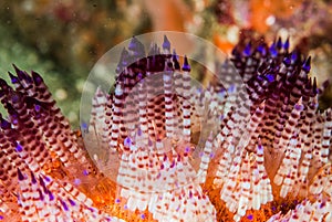 Fire sea urchin in Ambon, Maluku, Indonesia underwater photo