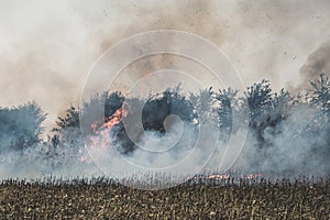 Fire set on corn field.Burning corn field after the harvest