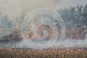 Fire set on corn field.Burning corn field after the harvest