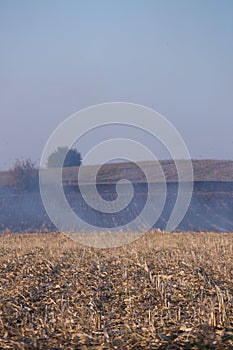Fire set on corn field.Burning corn field after the harvest