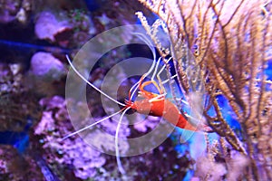 Fire shrimp