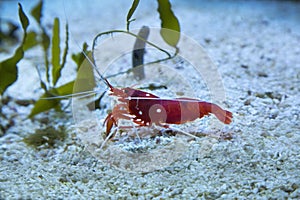Fire shrimp, blood shrimp, scarlet cleaner shrimp Lysmata debelius.