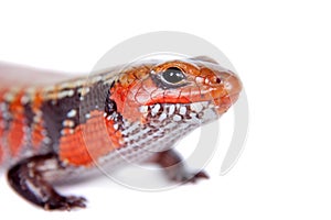 Fire Skink isolated on white