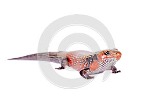 Fire Skink isolated on white