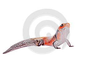 Fire Skink isolated on white