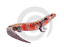 Fire Skink isolated on white