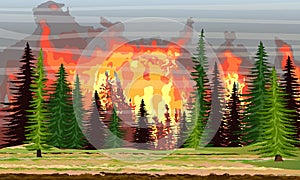 Fire in the spruce forest. Burning trees. Wildfire. Catastrophe photo