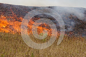 Fire in steppe