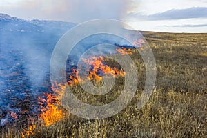 Fire in the steppe. Burning dry grass, emergency.