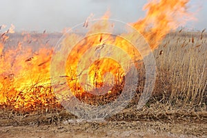 Fire in the steppe. Burning dry reeds