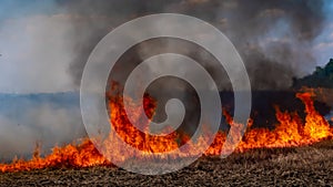 A fire on the stubble of a wheat field after harvesting. Enriching the soil with natural ash fertilizer in the field after