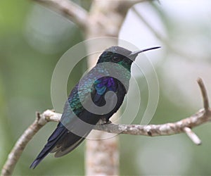 Fire-Throated Hummingbird on a Forest Tree Limb