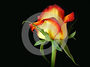 Fire Tipped Rose