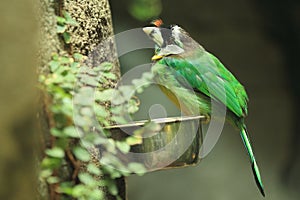 Fire-tufted barbet photo