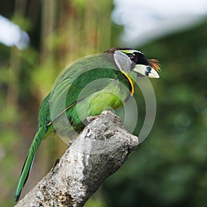 The fire-tufted barbet is a species of bird in the Asian barbet family Megalaimidae.where it inhabits tropical moist lowland and