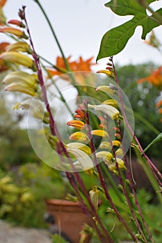 Fire vine, firecracker aka Spanish flag