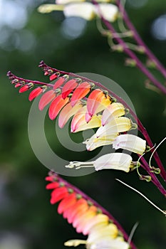 Fire vine ipomoea lobata