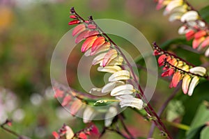 Fire vine ipomoea lobata flowers