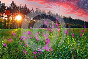 Fire weed at sunny summer evening photo