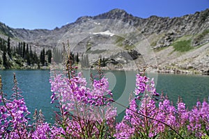 Fire Weed and White Pine Lake