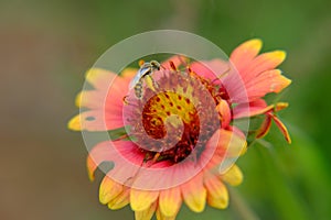 Fire Wheel, Indian Blanket, Sundance, Blanket Flower, Gaillardia pulchella Foug. bee pollination