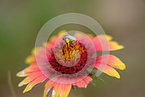 Fire Wheel, Indian Blanket, Sundance, Blanket Flower, Gaillardia pulchella Foug. bee pollination 3