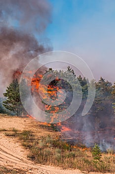 Fire. wildfire at sunset, burning pine forest in the smoke and flames