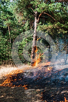 Fire. wildfire at sunset, burning pine forest in the smoke and flames