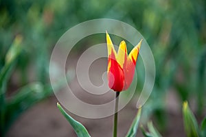 Fire wing tulip