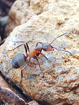 Fireant macro on rock