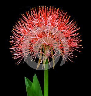 Fireball lily or Blood lily