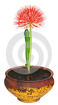 Fireball lily on a clay pot