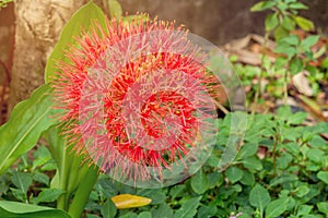 Fireball lily flower