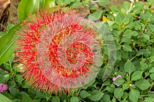 Fireball lily flower