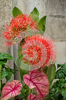 Fireball lily flower