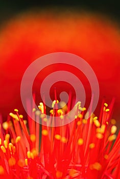 Fireball Lily - Scadoxus multiflorus