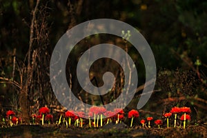 Fireball Lily - Scadoxus multiflorus