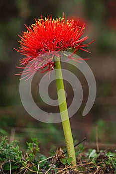 Fireball Lily - Scadoxus multiflorus