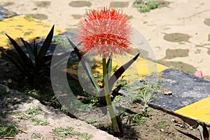 Fireball Lily (Scadoxus multiflorus) in bloom in a park : pix SShukla