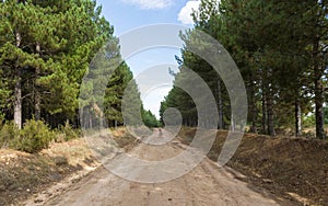 Firebreak between pines