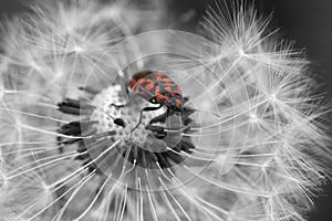 Firebug crawling on dandelion seed head