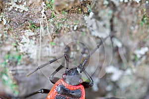 Firebug insect close up tree spring