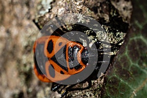 Firebug insect close up tree spring