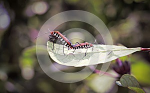 firebug insects are mating on the leaves